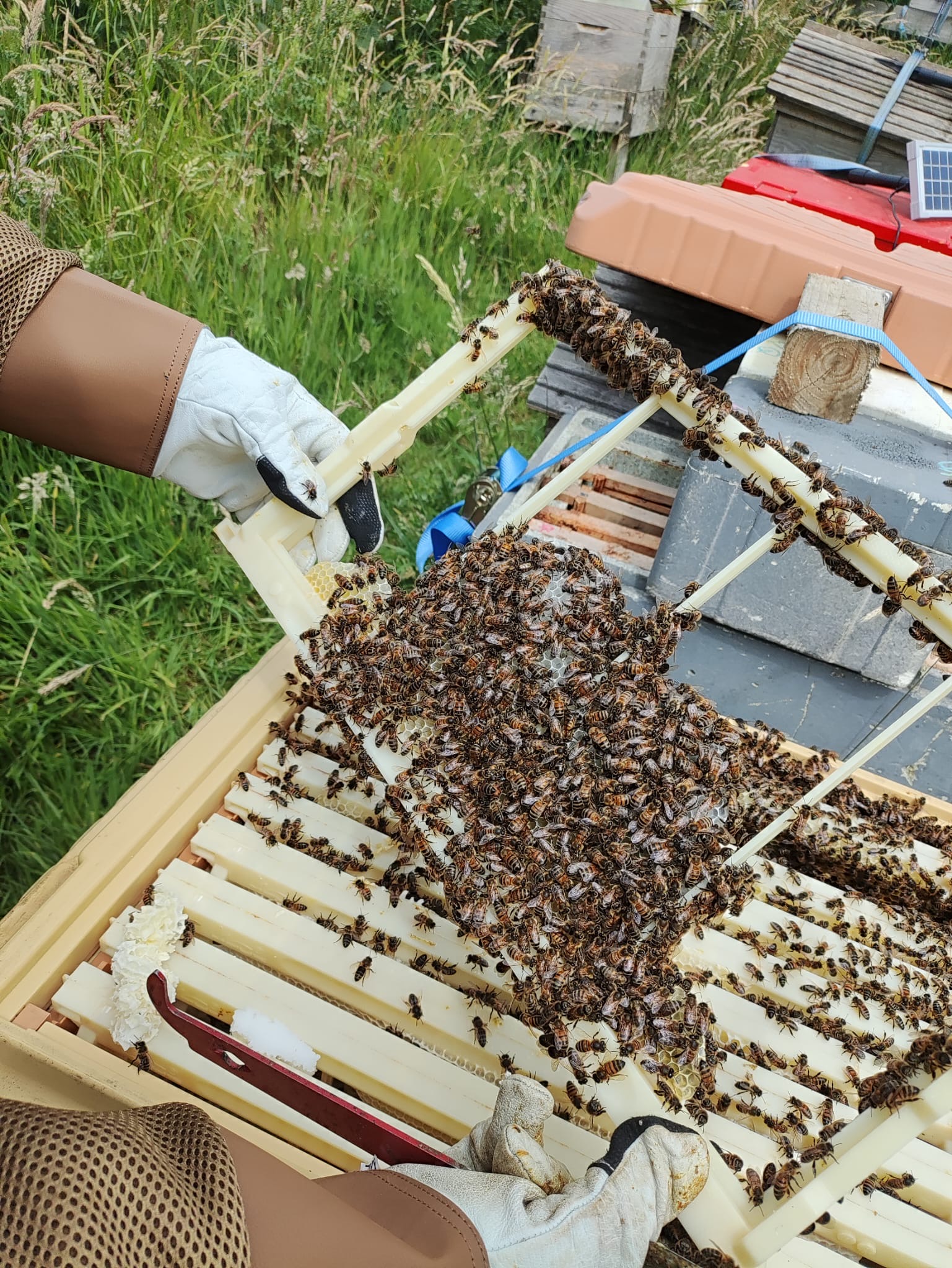 Bee Vac | Humble Bee