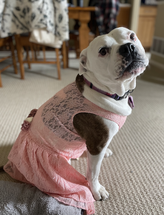 Laxury Dog Dress Blessing Babies【Bliss】 Breeze bliss Dolly pet dress dog