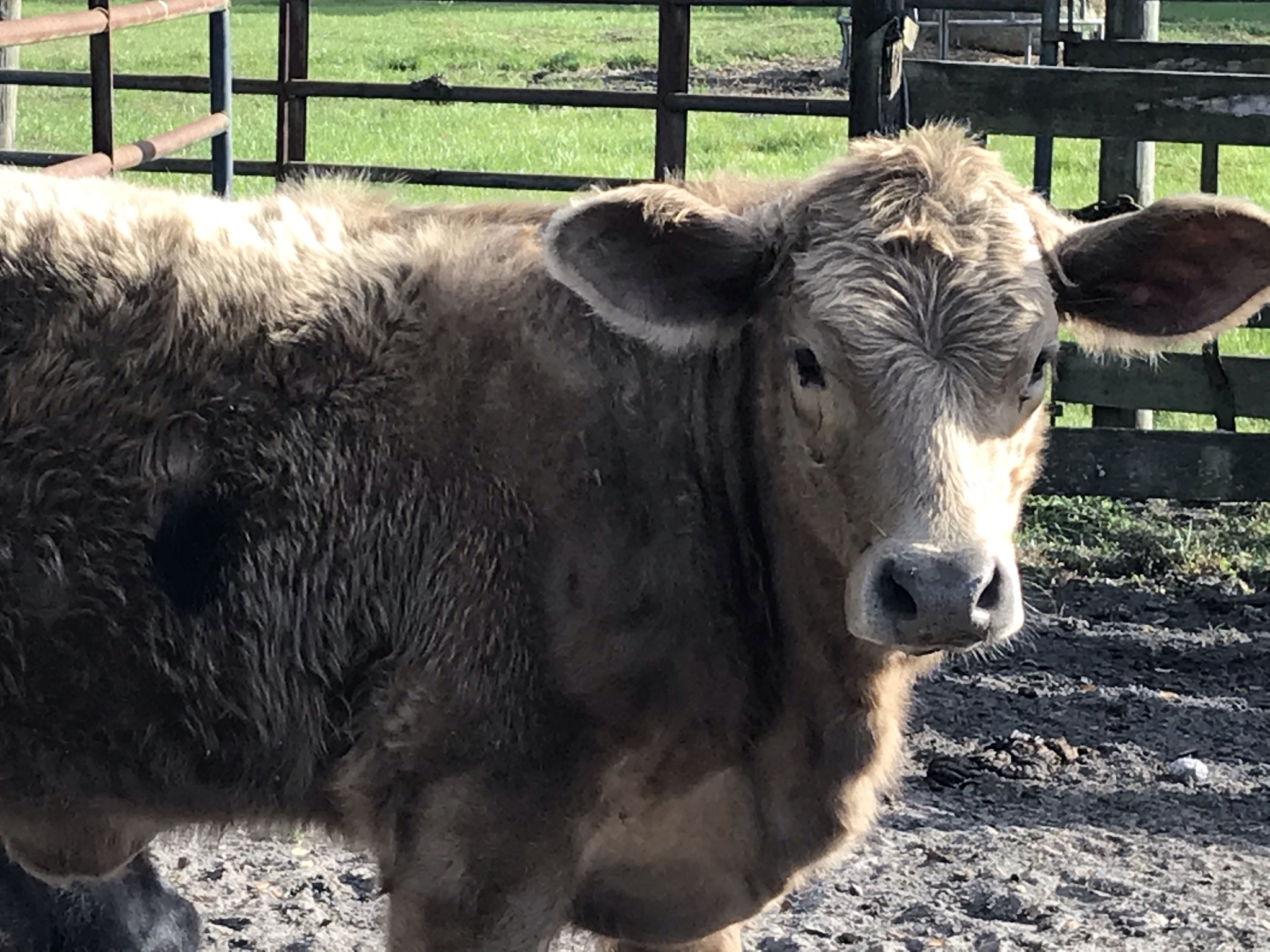 2 Ounce Bear Sampler 3-Pack – Bee-Haven Honey Farm, Inc