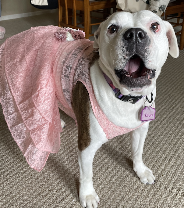 Formal Dog Dress | The Eloisa – House Of FurBaby
